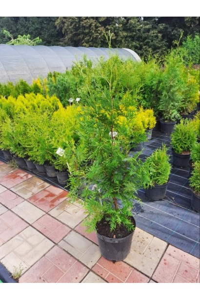 Туя западная Брабант - 5л/вис.60-90см/Ø25-35см